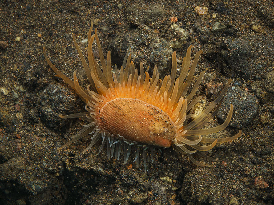 Limaria fragilis